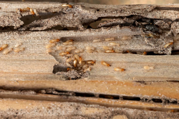 Best Exterminator Services  in Portsmouth, OH
